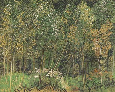 Vincent Van Gogh The Grove (nn04) France oil painting art
